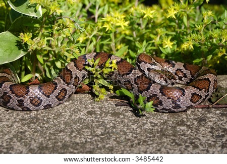 a milk snake in bright ground cover