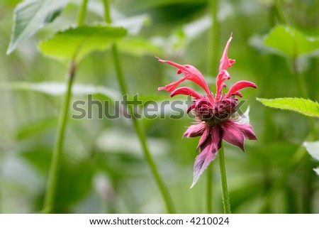 an early stage bee balm blossom