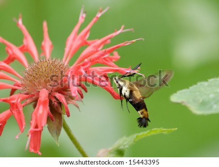 a humming bird moth gathering nectar from a bee balm flower