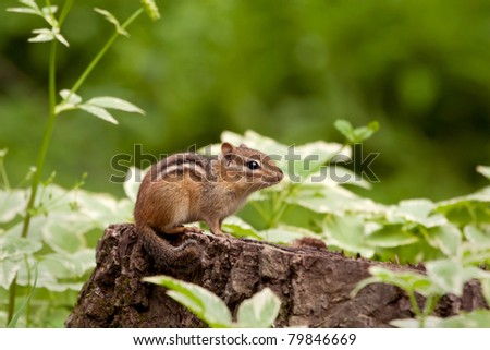an alert eastern chipmunk perched on a stump