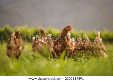 Similar – Image, Stock Photo Organic free range chicken III