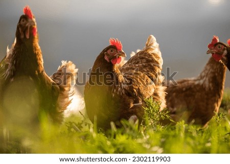 Similar – Image, Stock Photo Poultry at chicken farm