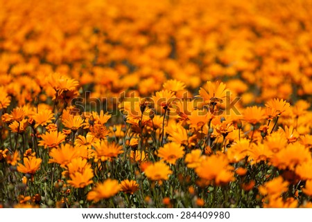 Close up image of a patch of wild flowers growing in a field after good rains and is now blossoming as spring has arrived.