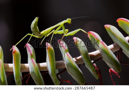 Close up macro shot of a praying mantis walking on a succulent plant.