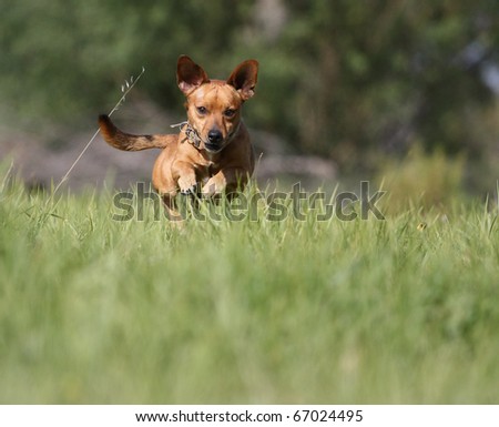 Small cross breed terrier chasing after a ball in long grass