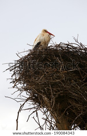 Similar – Foto Bild Kalif Storch