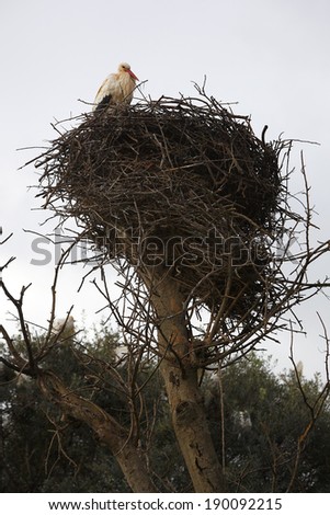 Similar – Foto Bild Kalif Storch