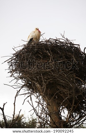 Similar – Foto Bild Kalif Storch