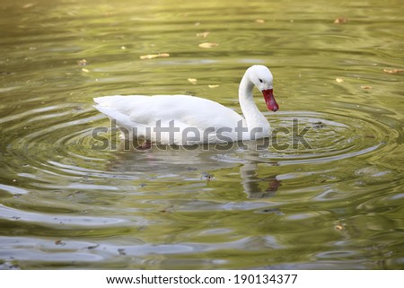 White swan swimming in a lake