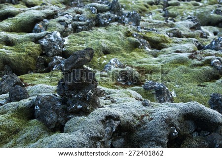 Durable green moss on volcanic rocks in Iceland
