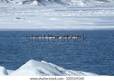 Seals swimming on an ice floe, Iceland
