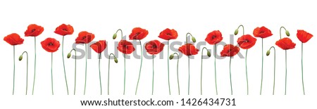 Similar – Foto Bild Klatschmohn. Blühende Mohnblumen  und Mohnkapseln