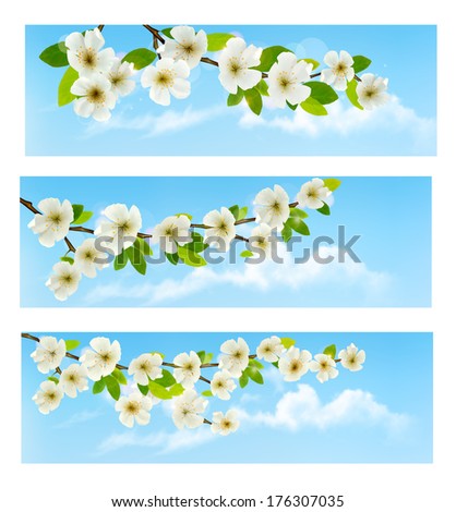 Three spring banners with blossoming tree brunch with spring flowers. Raster version.