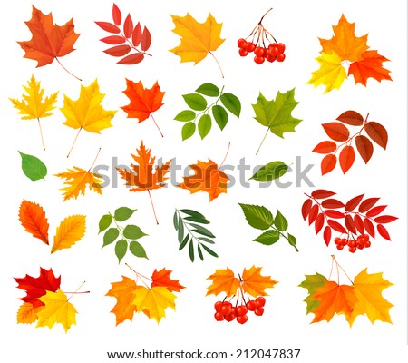 Similar – Image, Stock Photo Autumn colored leaves of Japanese fan maple
