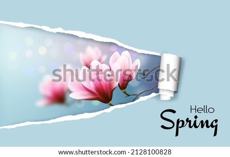 Ripped by hand paper background, revealing spring blossom magnolia branches. Vector.