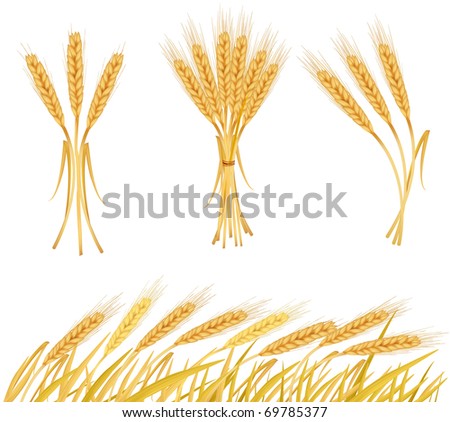 Ripe yellow wheat ears, agricultural vector illustration