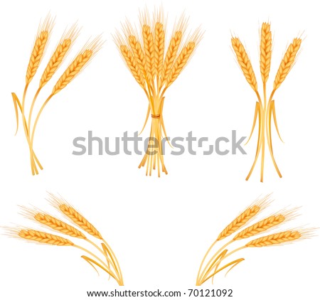 Ripe yellow wheat ears, agricultural vector illustration