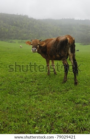 Grazing cow in the foggy field