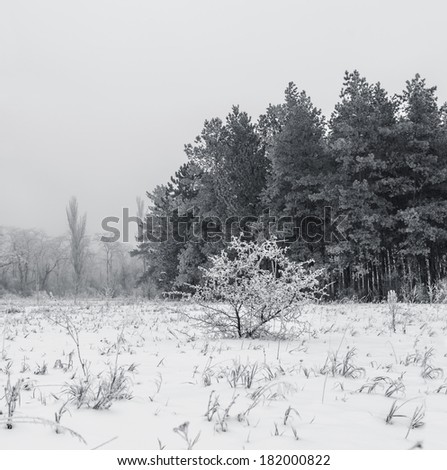 Forest in winter in black and white