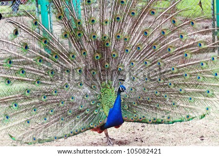 Animal Bird Peacock With Big Beautiful Tail