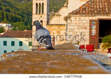 Pigeon on the railing on the background of the city. Animal. Bird. Hvar. Croatia.