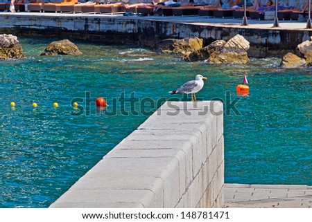 Seagull on the railing against the sea. Animal. Bird. Hvar. Croatia.