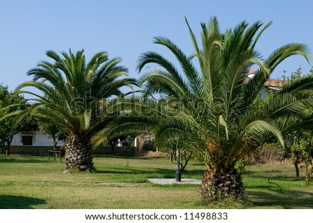 Green palm tree mediterranean garden under summer sun