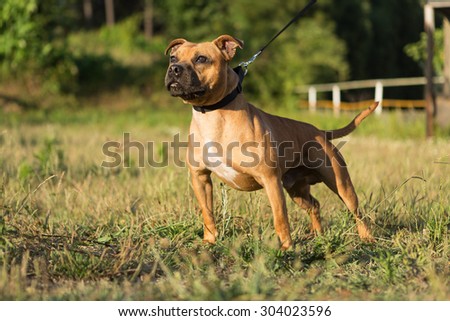 Beautiful staffordshire bull terrier posing in a park at the sunset