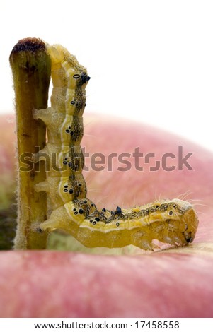 caterpillar on a red apple with half of the body against the stem