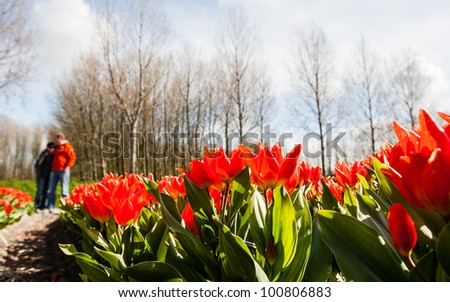Unrecognizable pair hugs behind blooming tulips