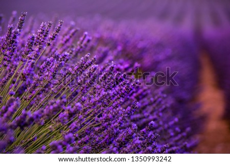 Similar – Image, Stock Photo close up of bushes lavender blooming scented fields on sunset. lavender purple aromatic flowers at lavender fields of the French Provence near Paris.