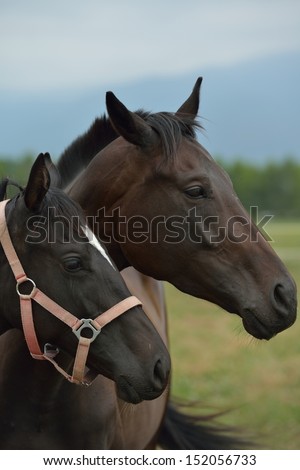 horse farm animal  group in the field