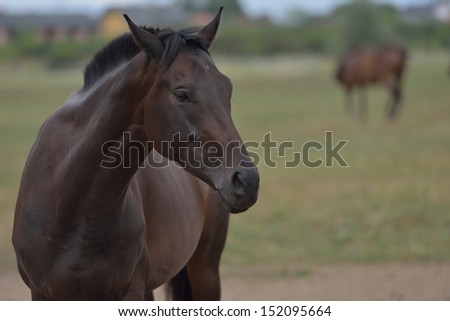 horse farm animal  group in the field