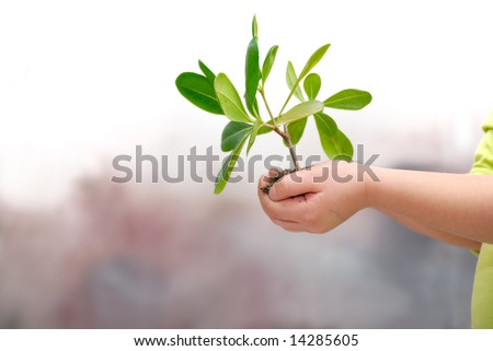 growth concept with small plant in hand