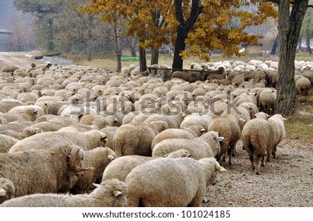 Herd of sheep gathering in Transylvania