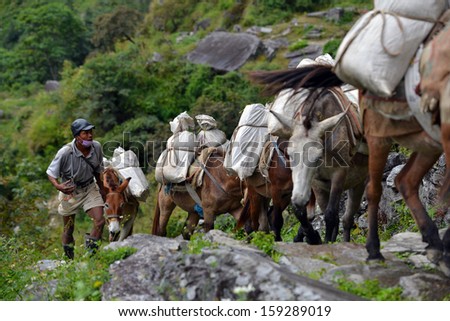 CHOMRONG - OCT 6: A shepherd with a caravan of donkeys carrying heavy supplies, food and equipment in the Annapurna Base Camp, Himalaya mountains. On Oct 6, 2013 in Chomrong, Nepal