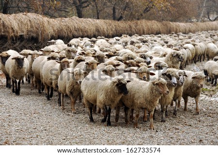 Herd of sheep gathering in Transylvania