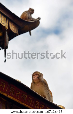Sitting monkey, at Swayambhunath monkey temple. Kathmandu, Nepal