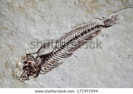 Sarmatian fossil fish skeleton with bone details