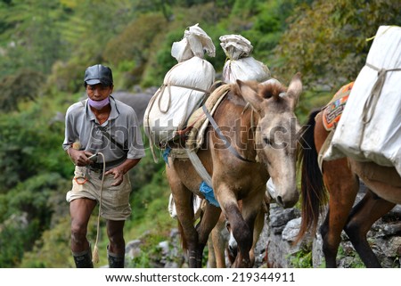 CHOMRONG - OCT 6: A shepherd with a caravan of donkeys carrying heavy supplies, food and equipment in the Annapurna Base Camp, Himalaya mountains. On Oct 6, 2013 in Chomrong, Nepal