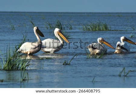 Pelicans in the Danube delta