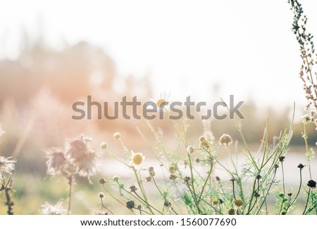 Similar – Image, Stock Photo beautiful flowers and sunset in the nature in autumn season