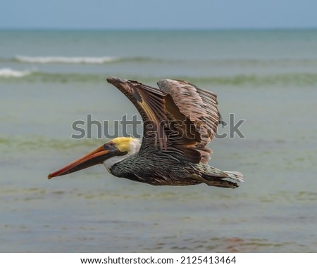 brown pelican flying alone over the sea Foto stock © 