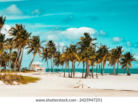 Similar – Image, Stock Photo Florida Keys Palm tree