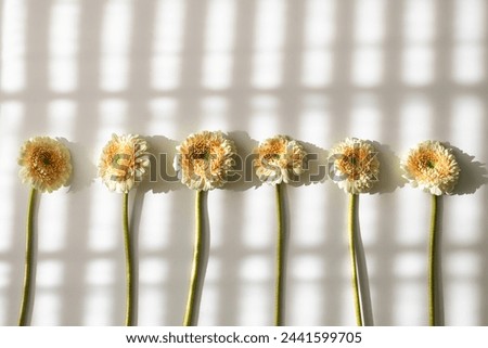 Similar – Image, Stock Photo Ordered nature: parallel aligned trees in the snow