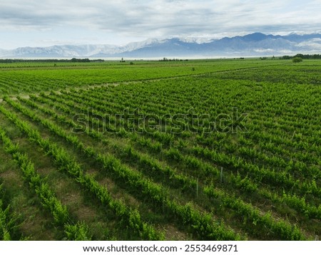 Similar – Image, Stock Photo Vineyard on a cloudy day