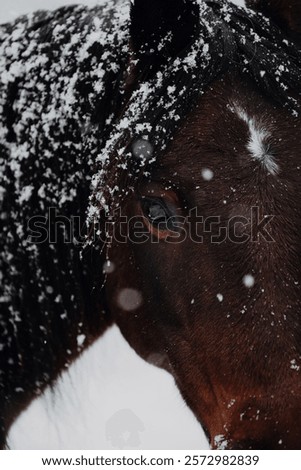 Similar – Image, Stock Photo A brown horse eye looks anxiously into the camera