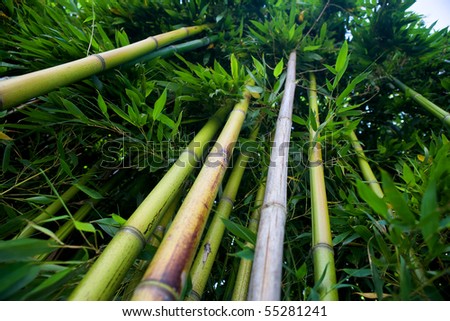 Zen bamboo forest green background