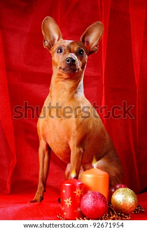 Christmas theme. Miniature Pinschers on a red background. The Miniature Pinscher (Zwergpinscher, Min Pin) is a small breed of dog of the Pinscher type, developed in Germany.