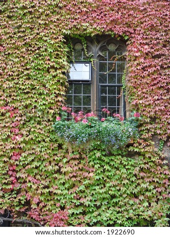 Ivy on window wall